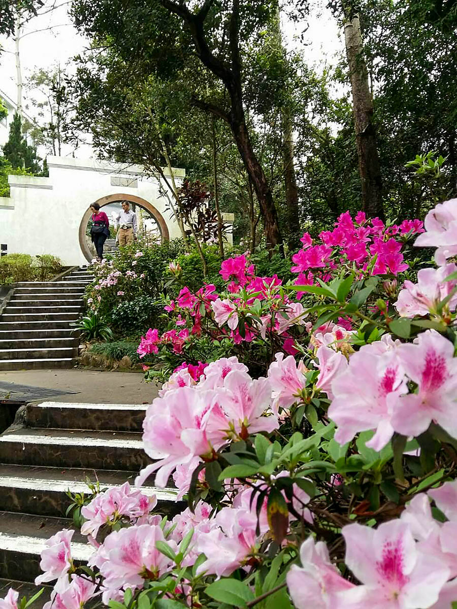 Rhododendron från Lutheran Theological Seminary i Hong Kong