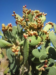 Den nu mogna sabrakaktusen är något av Israels  nationalväxt.