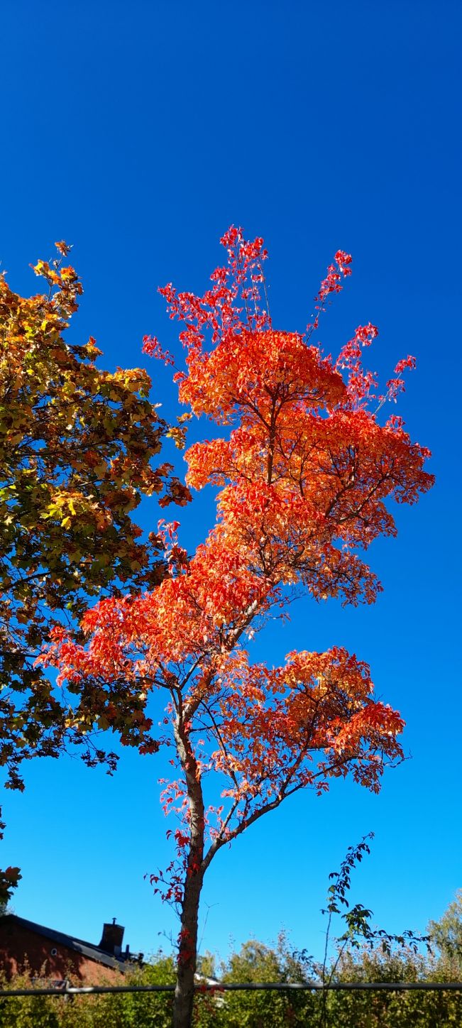 Höstens färger kan vara betagande. (Bild: Göran Larsson ©)