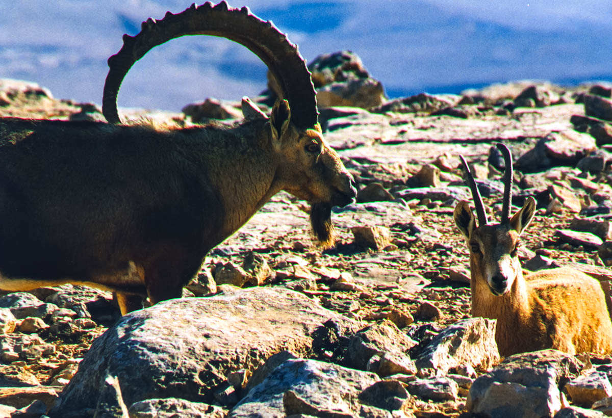 Ibex i Negevöknen, Israel.