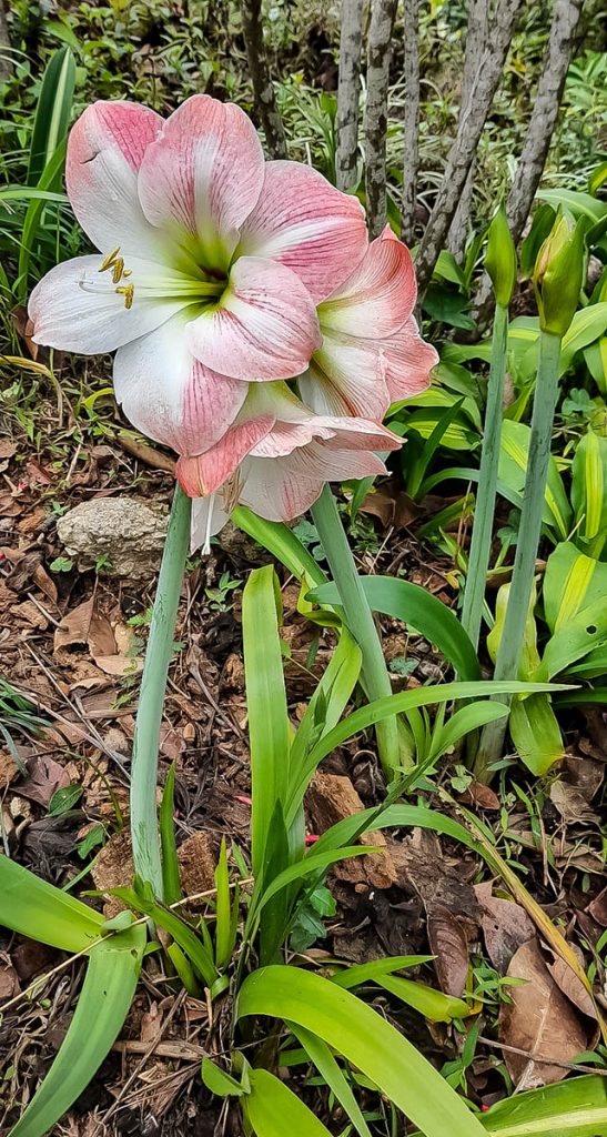 I Hong Kong växer amaryllis vilt...